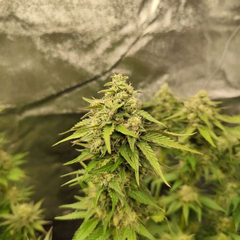 Blue Gelato 41 growlog timeline photo