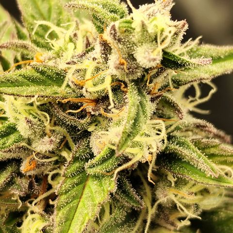 Apple Fritter growlog timeline photo