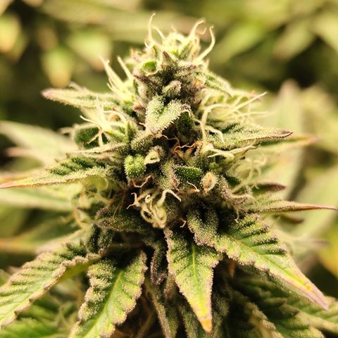 Apple Fritter growlog timeline photo