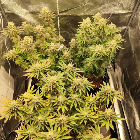 Apple Fritter growlog timeline photo