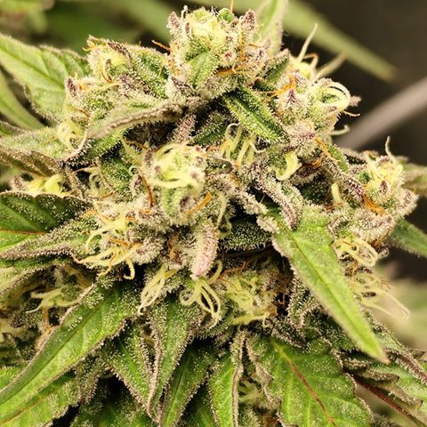 Blue Gelato 41 growlog timeline photo