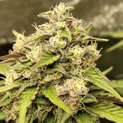 Blue Gelato 41 growlog timeline photo