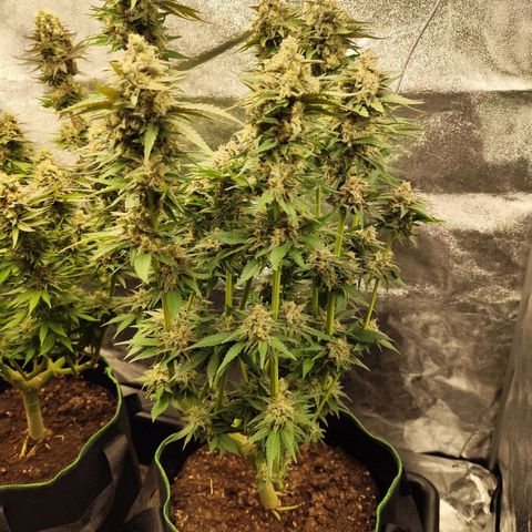 Blue Gelato 41 growlog timeline photo