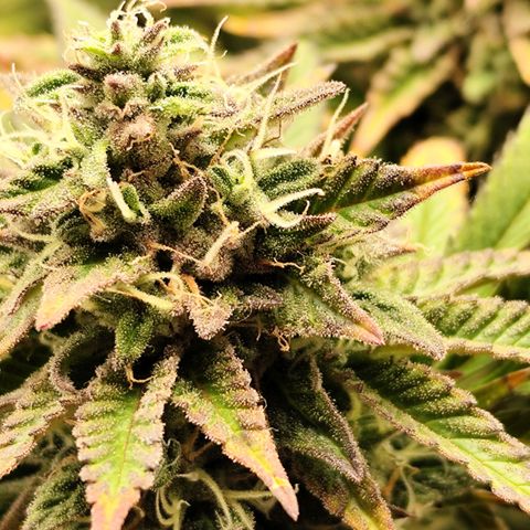 Apple Fritter growlog timeline photo