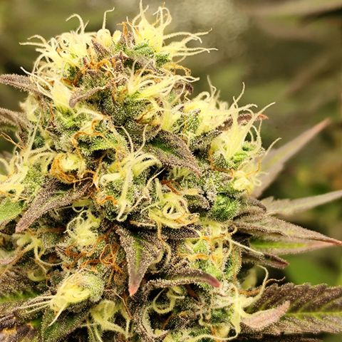 Apple Fritter growlog timeline photo