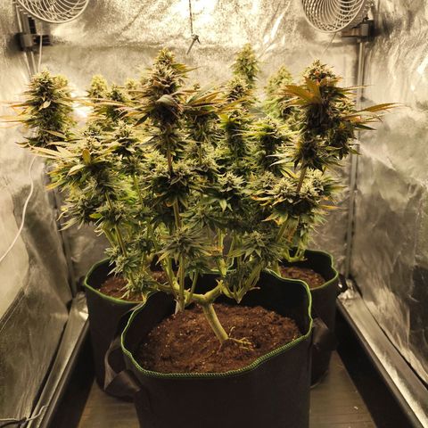 Apple Fritter growlog timeline photo