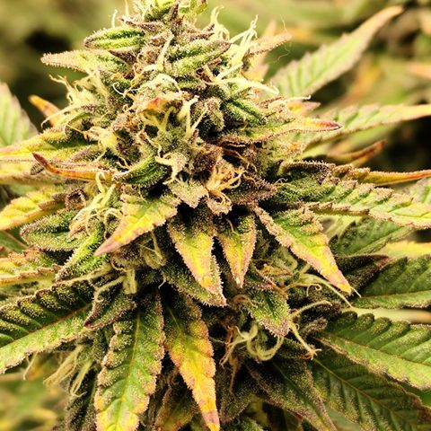 Apple Fritter growlog timeline photo