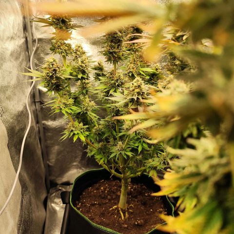 Apple Fritter growlog timeline photo