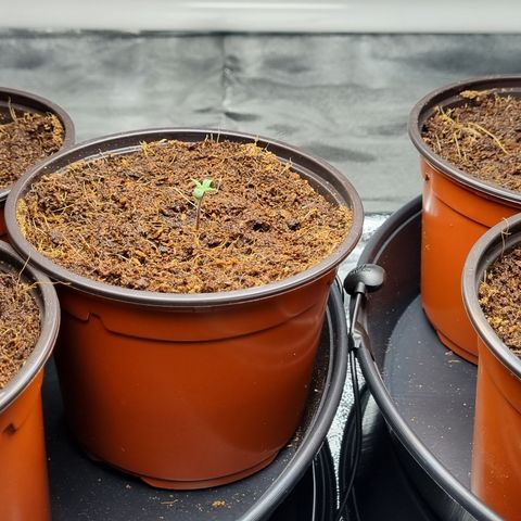 Blueberry OG (Barney's farm) growlog photo: 9am post watering/feeding