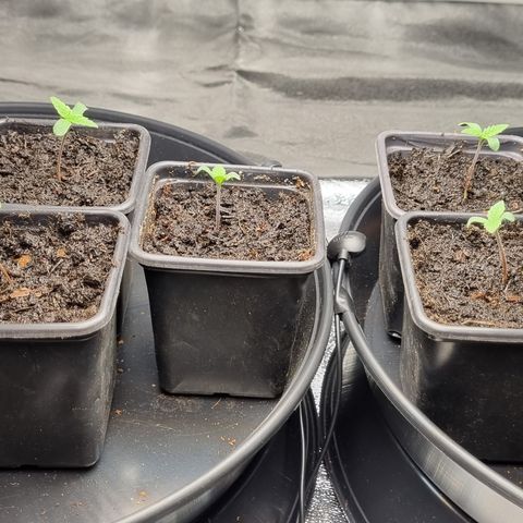 Blueberry OG (Barney's farm) growlog photo: Transplanted into compost. 2 orange glue and 2 critical mass added to be considered as possible mothers.