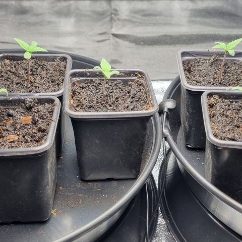 Blueberry OG (Barney's farm) growlog photo: Good response, Substantial growth in 24 hours.
