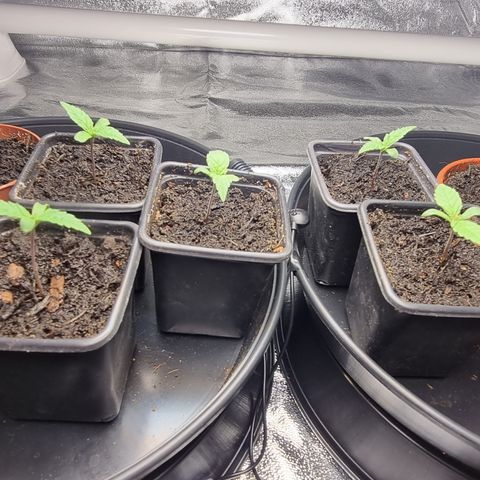 Blueberry OG (Barney's farm) growlog timeline photo
