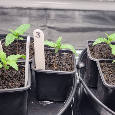 Blueberry OG (Barney's farm) growlog timeline photo