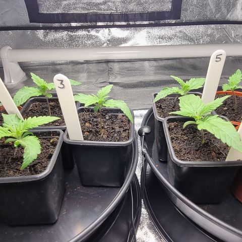 Blueberry OG (Barney's farm) growlog photo: Possible overwatering 🤔