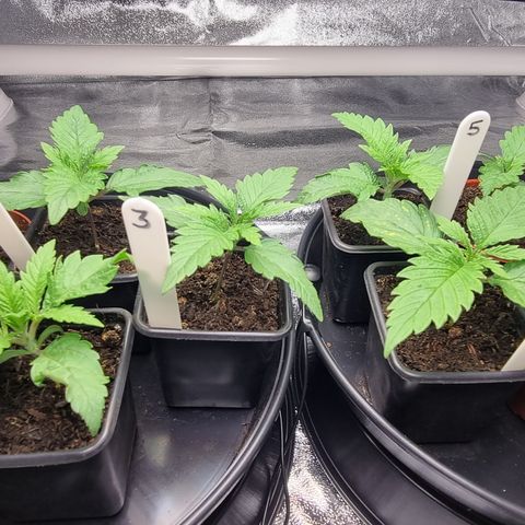 Blueberry OG (Barney's farm) growlog photo: Pre watering/feeding.