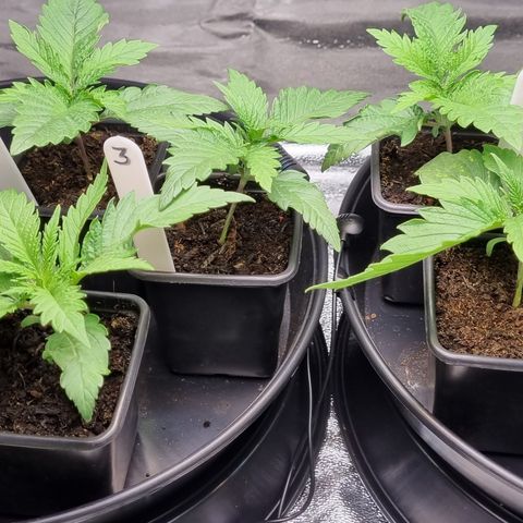 Blueberry OG (Barney's farm) growlog photo: Looking much better this morning, about ready to water/feed later today.