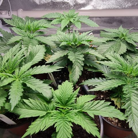 Blueberry OG (Barney's farm) growlog photo: Recovering from nute burn well.