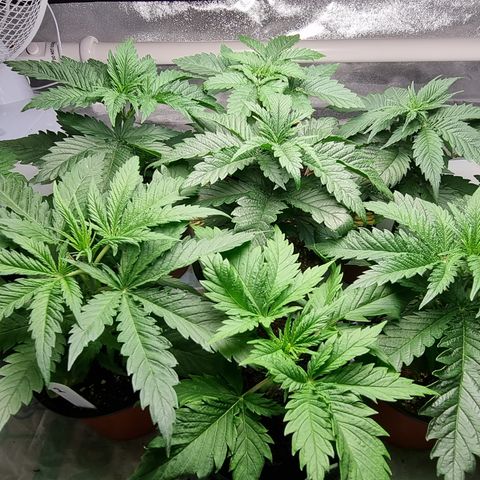 Blueberry OG (Barney's farm) growlog photo: Pre watering and FIM.