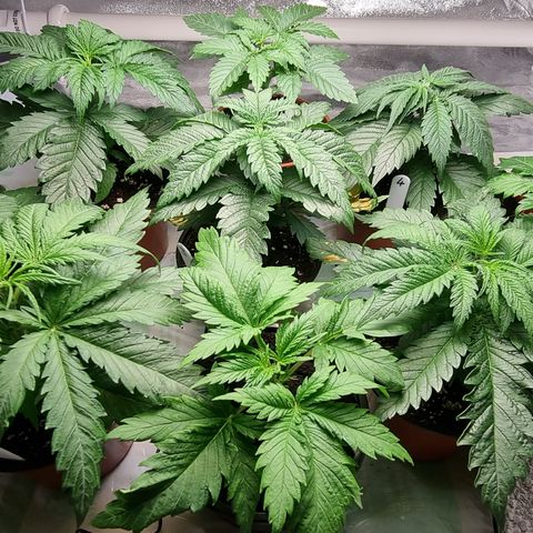 Blueberry OG (Barney's farm) growlog photo: Watered, FIM and spaced back out.