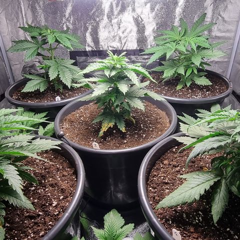 Blueberry OG (Barney's farm) growlog timeline photo