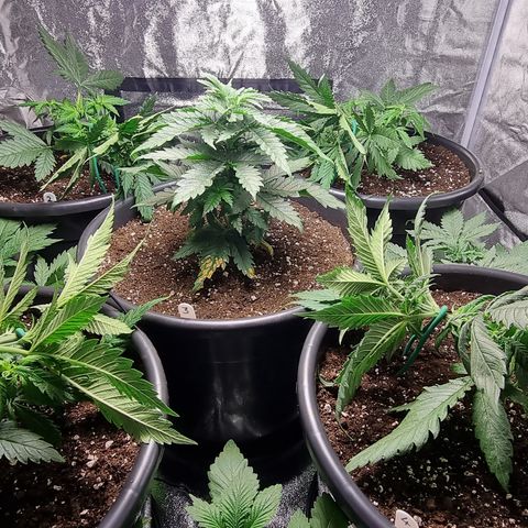 Blueberry OG (Barney's farm) growlog photo: LST on 4 outer plants.
