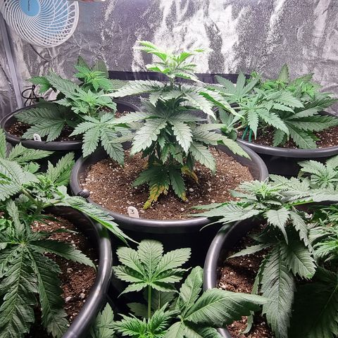 Blueberry OG (Barney's farm) growlog timeline photo