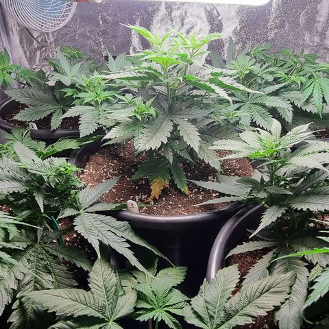 Blueberry OG (Barney's farm) growlog timeline photo