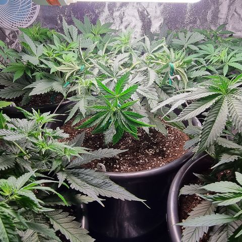 Blueberry OG (Barney's farm) growlog timeline photo