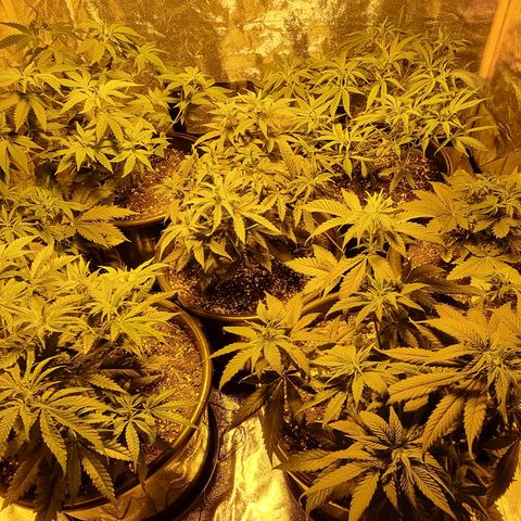 Blueberry OG (Barney's farm) growlog photo: Another week or so then switch to flower
