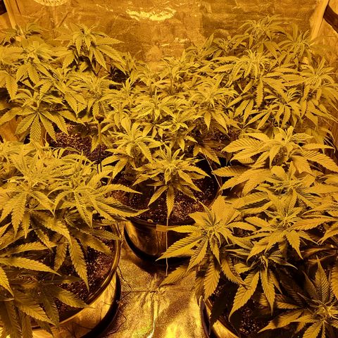 Blueberry OG (Barney's farm) growlog photo: Flowering day 1