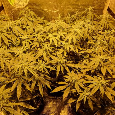 Blueberry OG (Barney's farm) growlog timeline photo