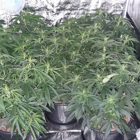 Blueberry OG (Barney's farm) growlog timeline photo