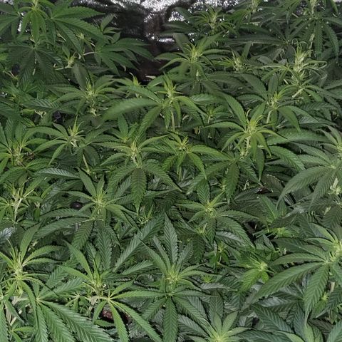 Blueberry OG (Barney's farm) growlog timeline photo