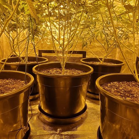 Blueberry OG (Barney's farm) growlog timeline photo