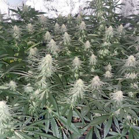 Blueberry OG (Barney's farm) growlog timeline photo