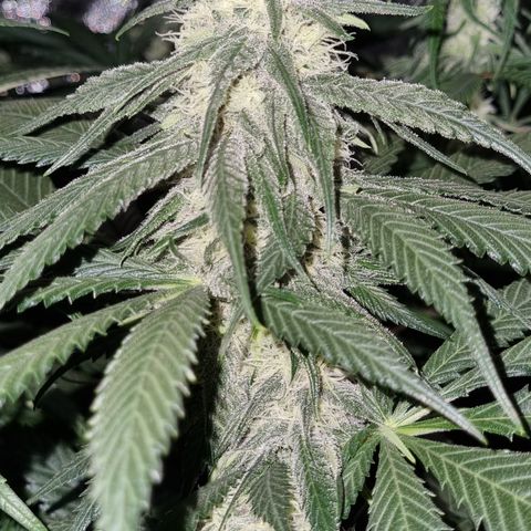 Blueberry OG (Barney's farm) growlog timeline photo