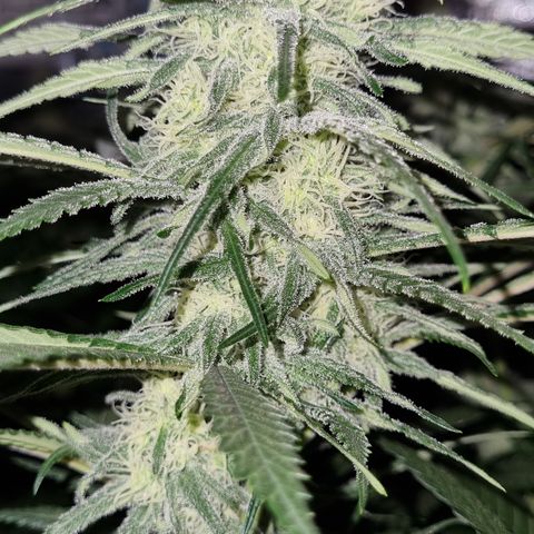 Blueberry OG (Barney's farm) growlog timeline photo