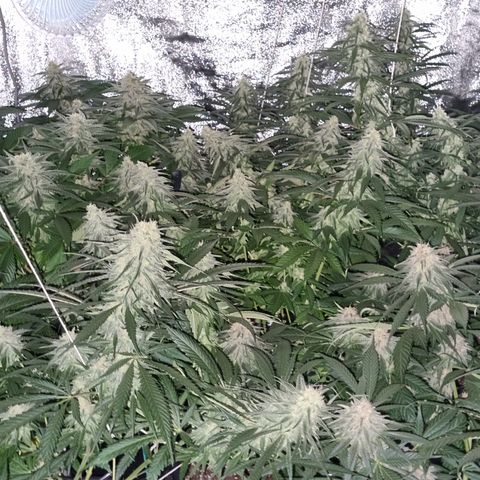 Blueberry OG (Barney's farm) growlog photo: 12 days left.