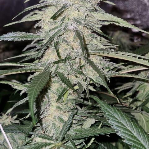 Blueberry OG (Barney's farm) growlog photo: 12 days left.