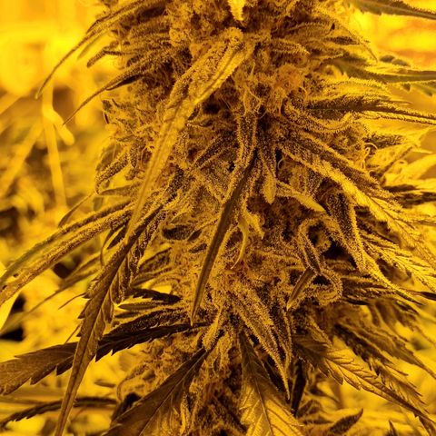 Blueberry OG (Barney's farm) growlog photo: 1 more day, maybe 2....