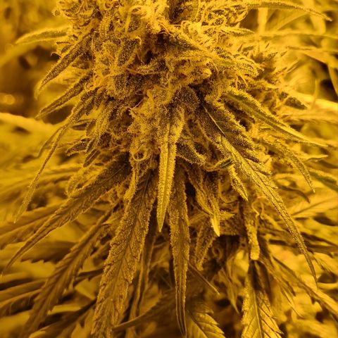 Blueberry OG (Barney's farm) growlog photo: 1 more day, maybe 2....