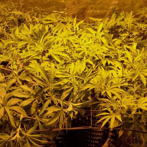 Lemon tree growlog timeline photo
