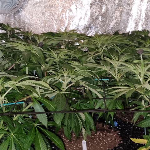 Lemon tree growlog timeline photo