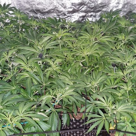 Lemon tree growlog timeline photo