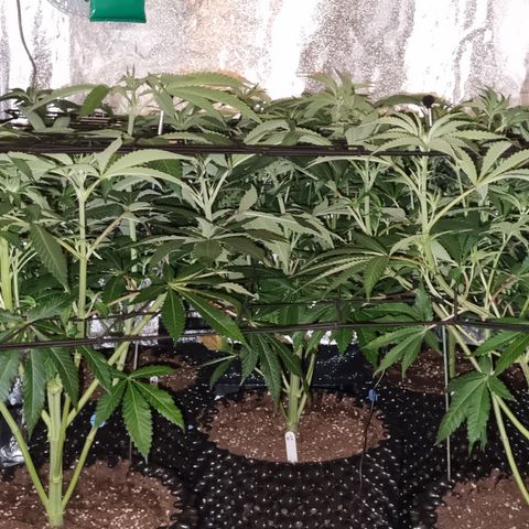 Lemon tree growlog photo: Second net fitted for support.