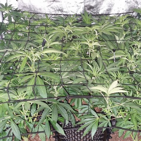 Lemon tree growlog photo: Second net fitted for support.