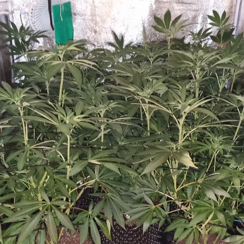 Lemon tree growlog timeline photo