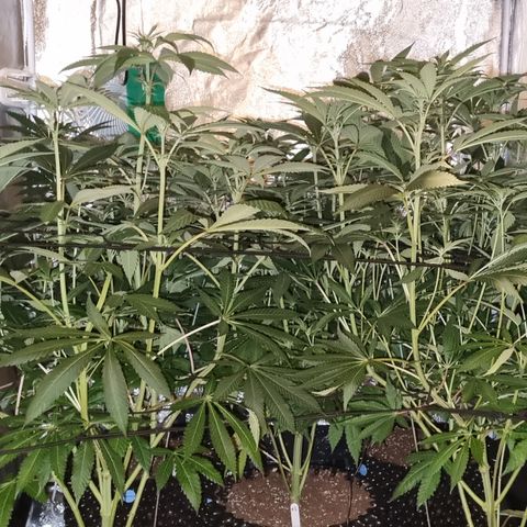 Lemon tree growlog timeline photo