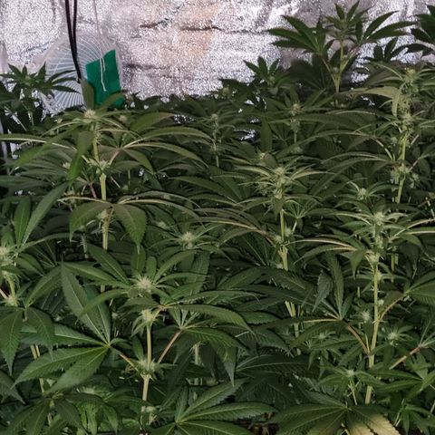 Lemon tree growlog timeline photo