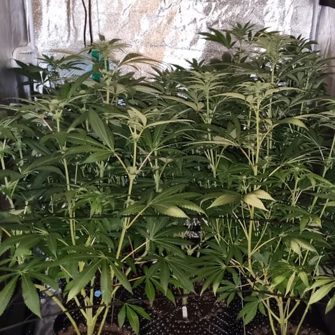 Lemon tree growlog timeline photo